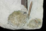 Fossil Nautilus (Cenoceras) With Belemnites - England #171259-4